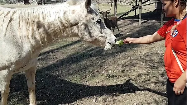 Mostra Ero eccitato di vedere le dimensioni del pene di un cavallo !!! Volevo che il mio ragazzo si concentrasse così !!! Paty Butt, El Toro De Orotubo caldo